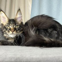 Maine Coon EZ Necko