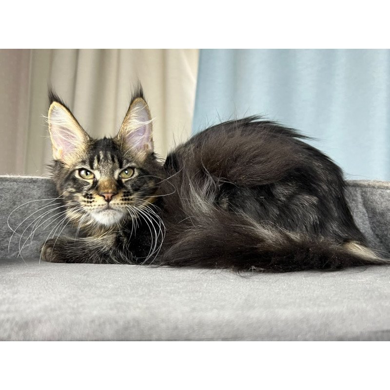Maine Coon EZ Necko