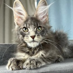 Maine Coon EZ Paradise
