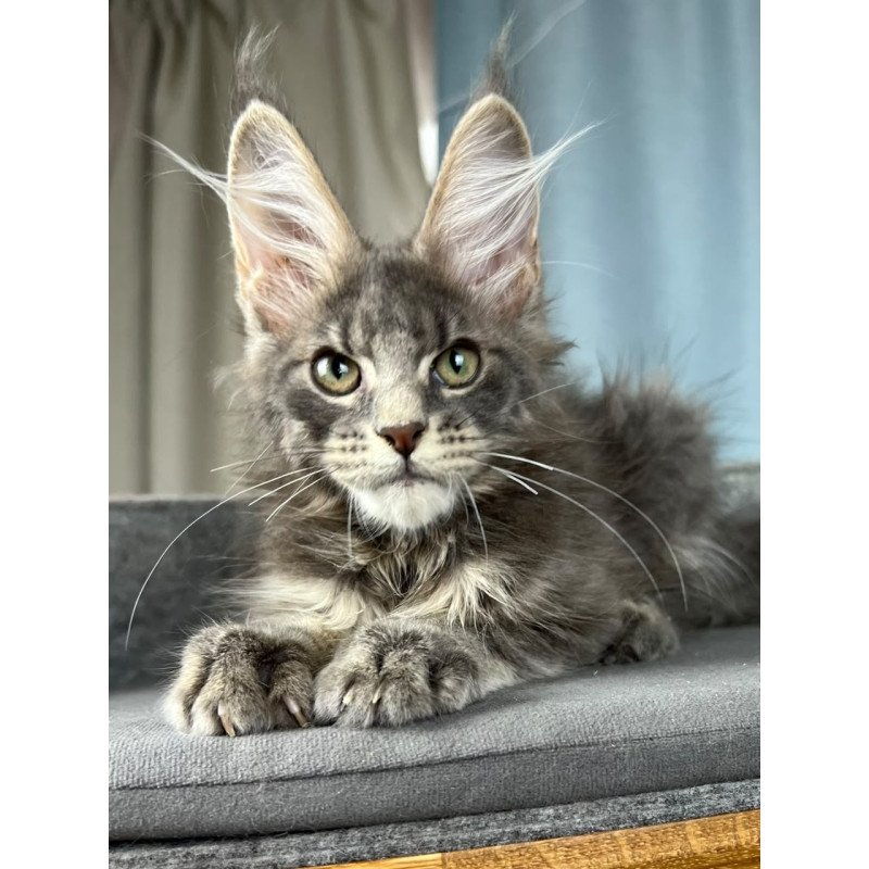 Maine Coon EZ Paradise