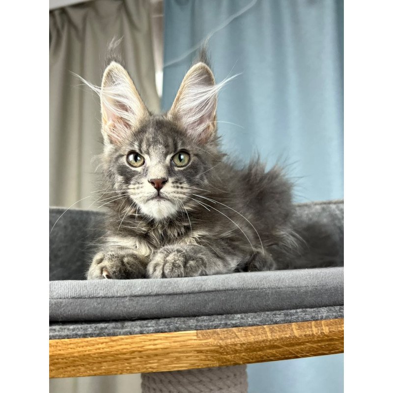 Maine Coon EZ Paradise