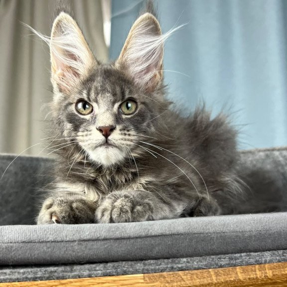 Maine Coon EZ Paradise