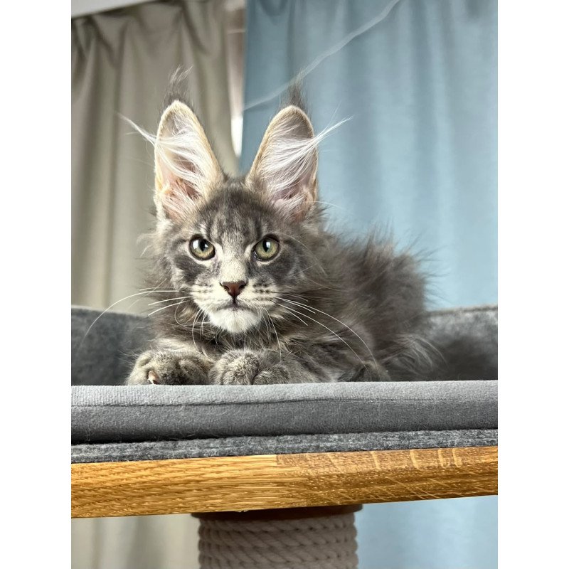 Maine Coon EZ Paradise