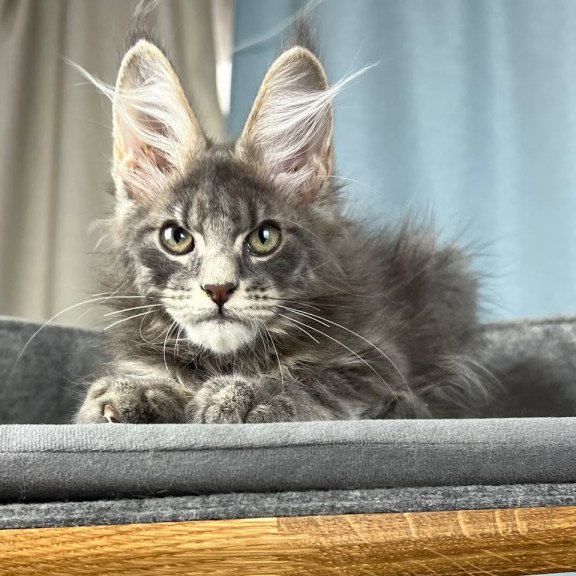 Maine Coon EZ Paradise
