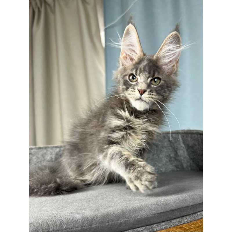 Maine Coon EZ Paradise