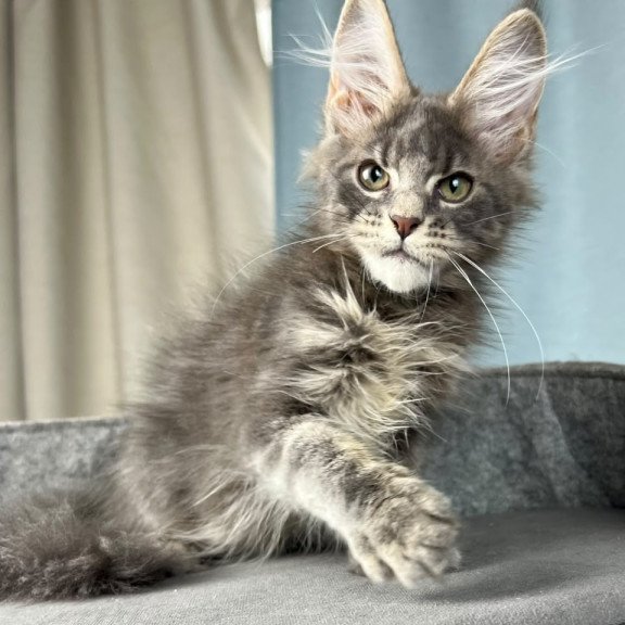 Maine Coon EZ Paradise