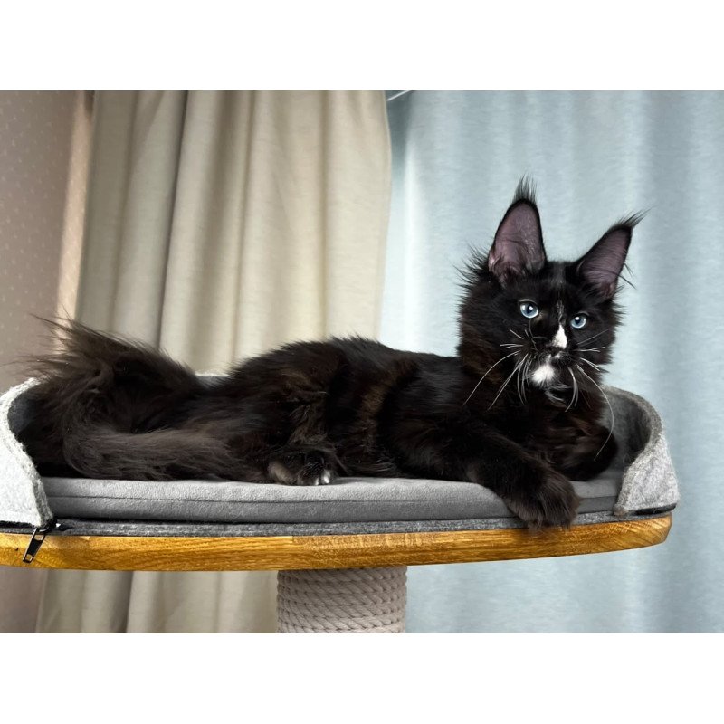 Maine Coon EZ Nymphetamine