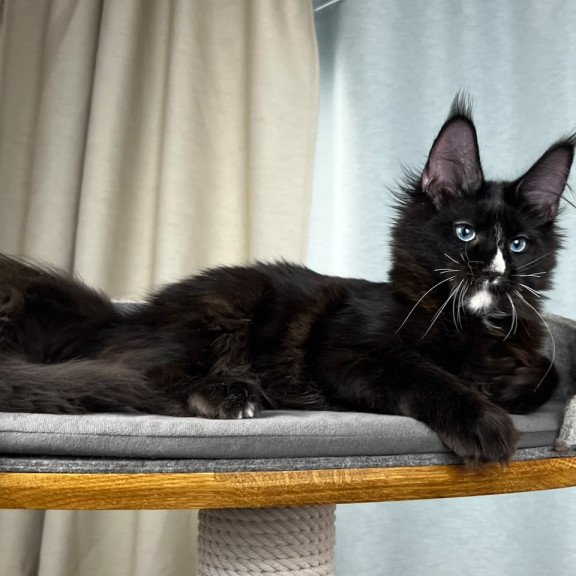 Maine Coon EZ Nymphetamine