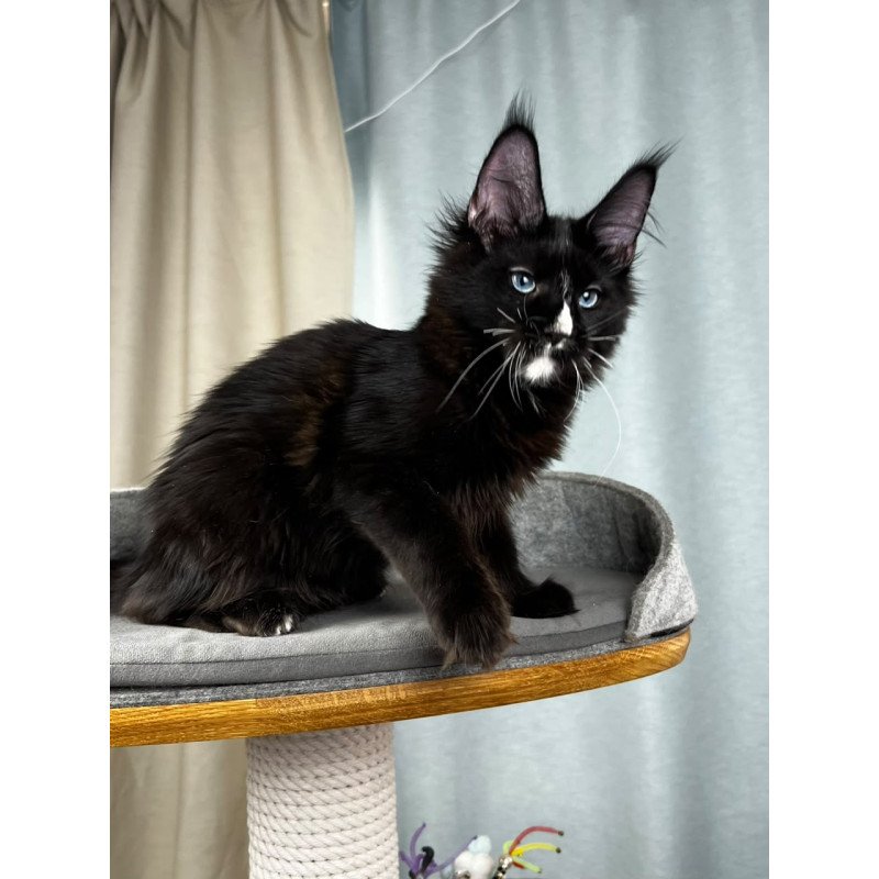 Maine Coon EZ Nymphetamine