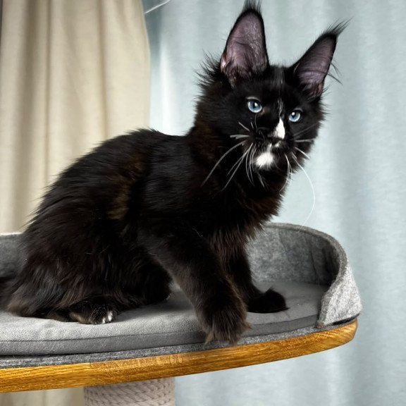Maine Coon EZ Nymphetamine