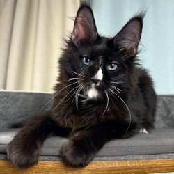 Maine Coon EZ Nymphetamine