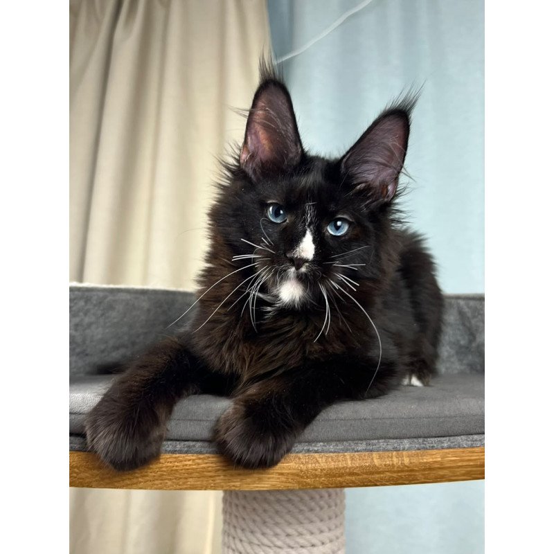 Maine Coon EZ Nymphetamine