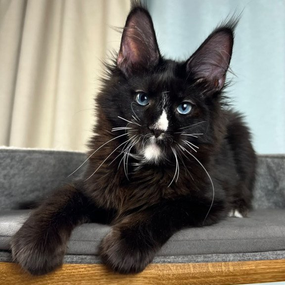 Maine Coon EZ Nymphetamine