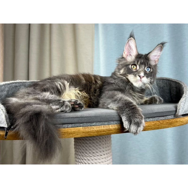 Maine Coon EZ Nail