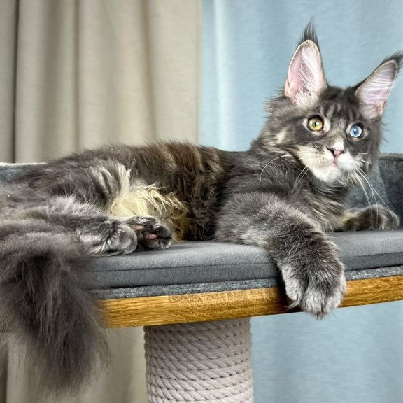 Maine Coon EZ Nail