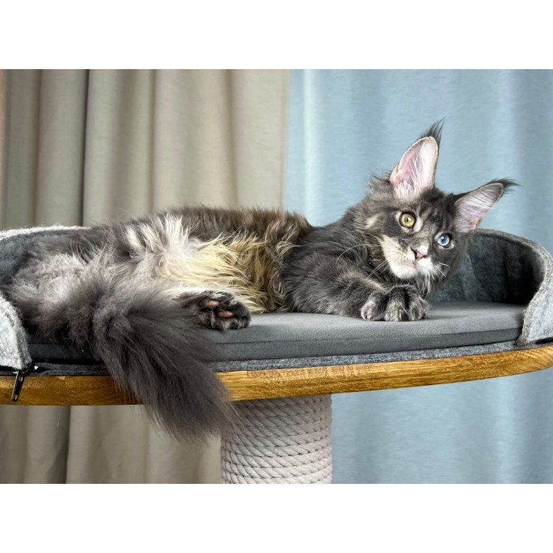 Maine Coon EZ Nail