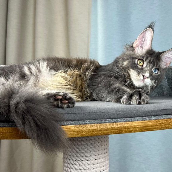 Maine Coon EZ Nail