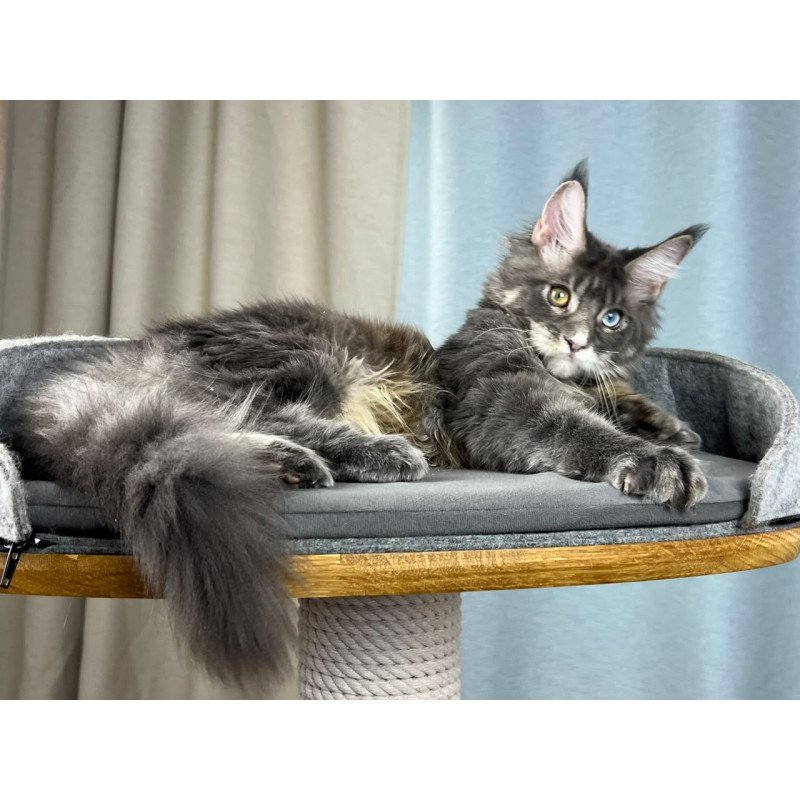 Maine Coon EZ Nail