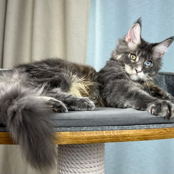 Maine Coon EZ Nail
