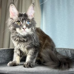 Maine Coon EZ Nail