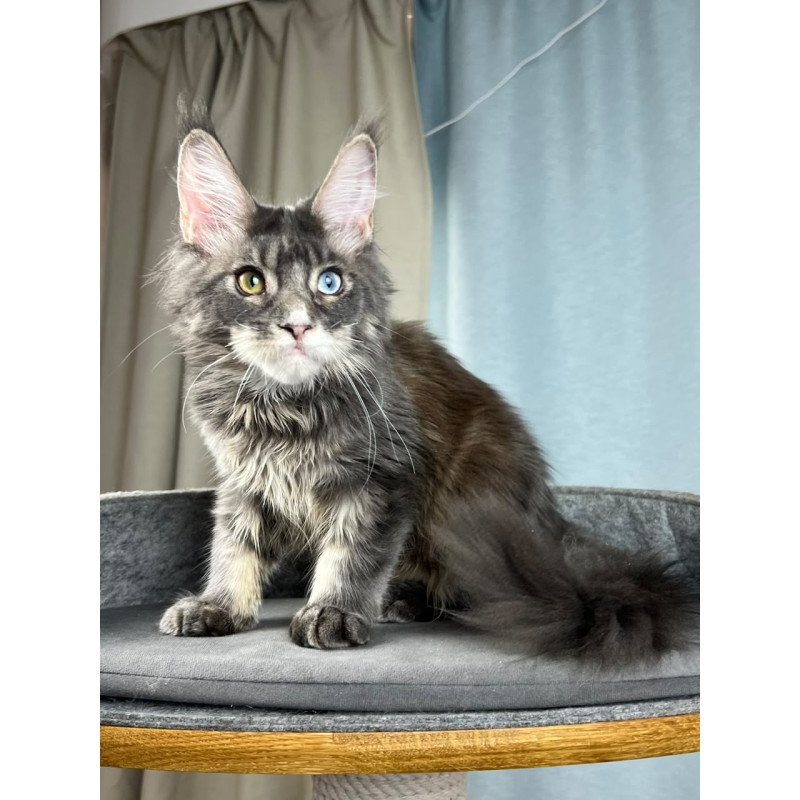 Maine Coon EZ Nail