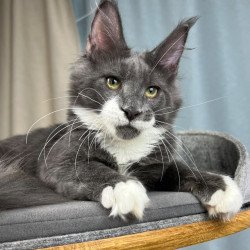 Maine Coon EZ Nautilus