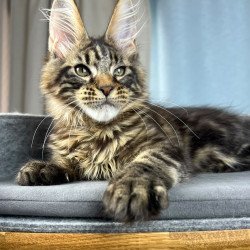 Maine Coon EZ Pathos