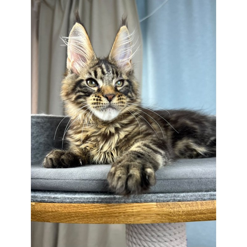 Maine Coon EZ Pathos