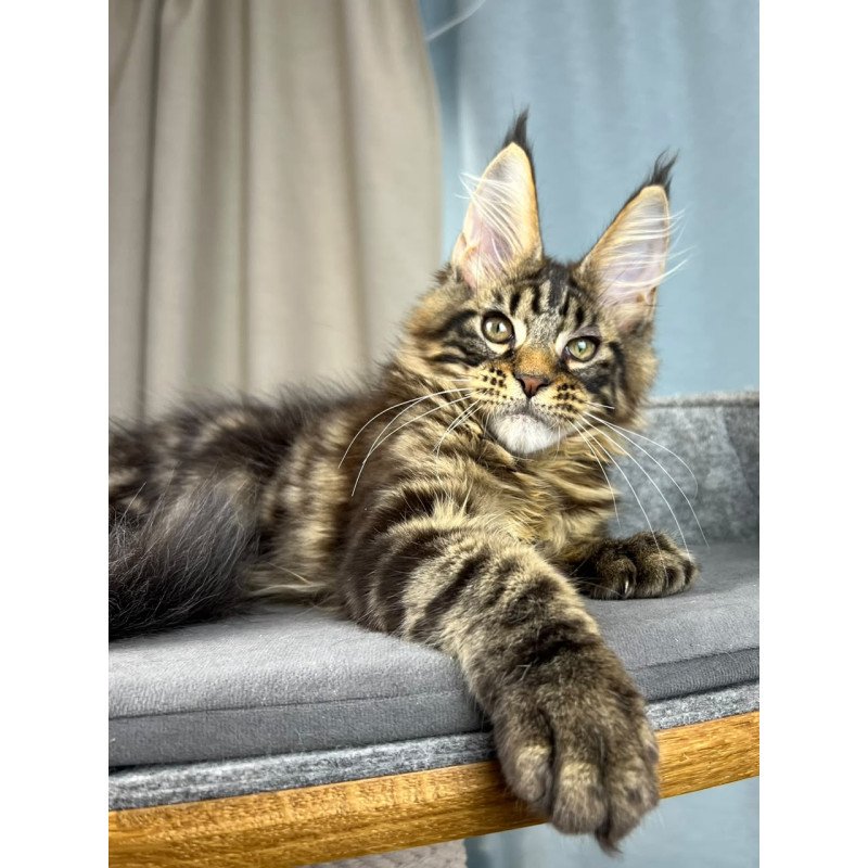 Maine Coon EZ Pathos
