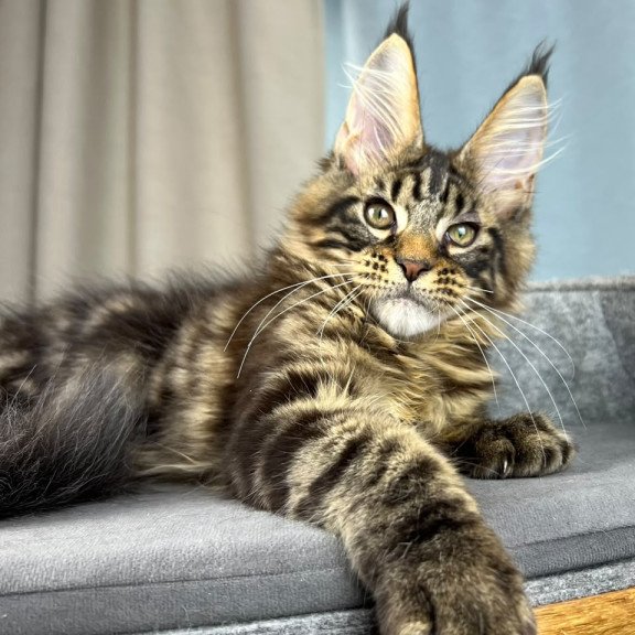 Maine Coon EZ Pathos