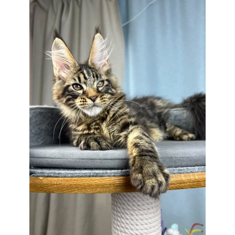 Maine Coon EZ Pathos