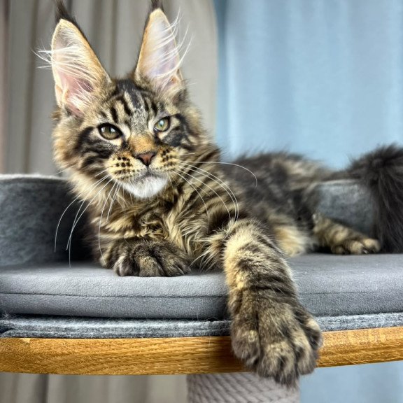 Maine Coon EZ Pathos