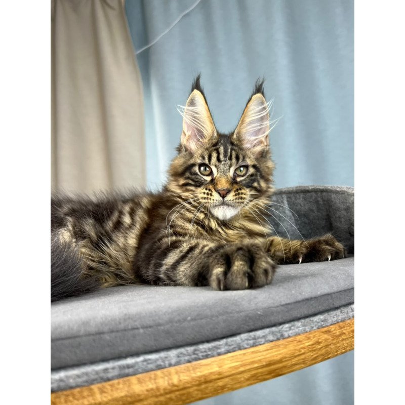 Maine Coon EZ Pathos
