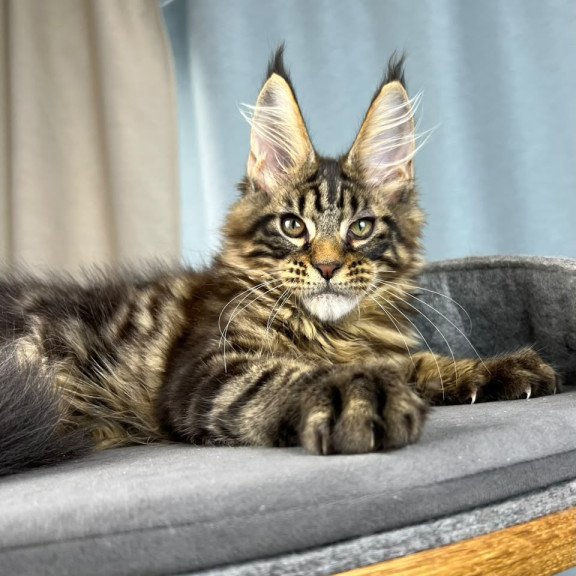 Maine Coon EZ Pathos