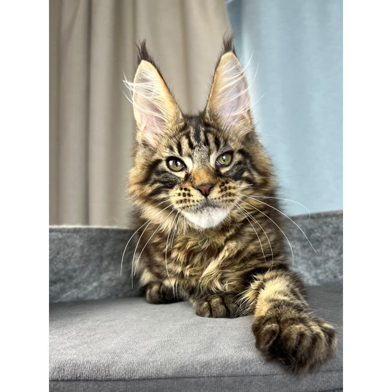 Maine Coon EZ Pathos