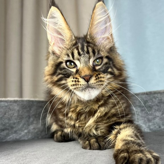 Maine Coon EZ Pathos