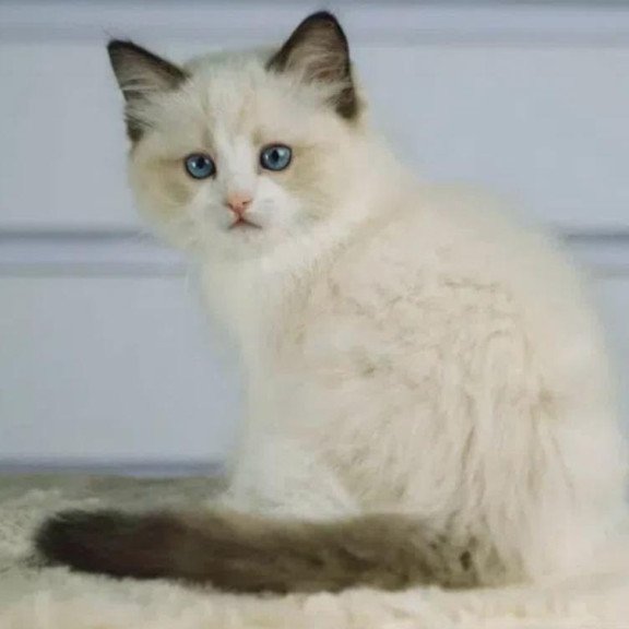 Ragdoll EZ Leon
