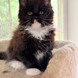 Maine Coon NOV Onyx
