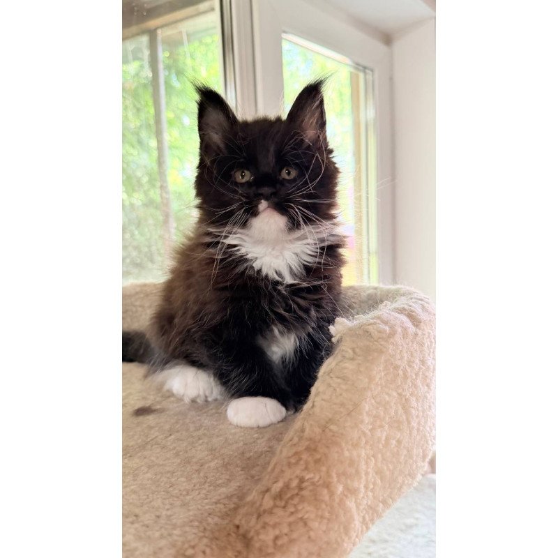 Maine Coon NOV Onyx