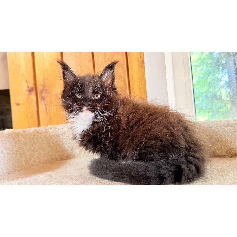 Maine Coon NOV Onyx