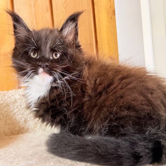 Maine Coon NOV Onyx