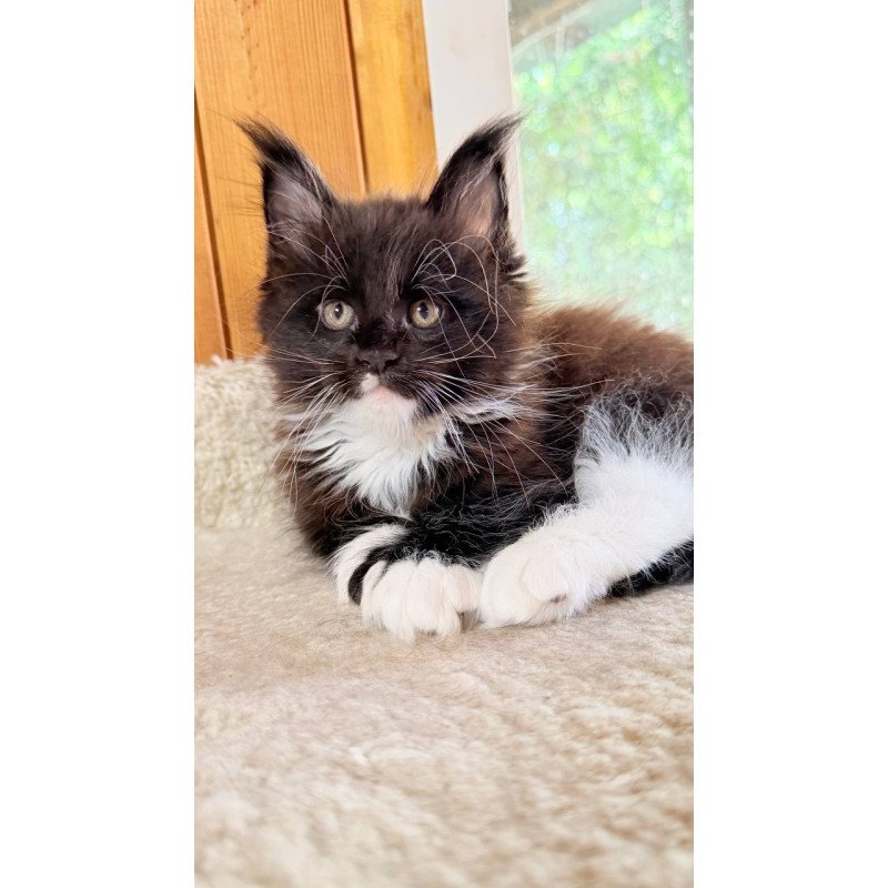Maine Coon NOV Onyx
