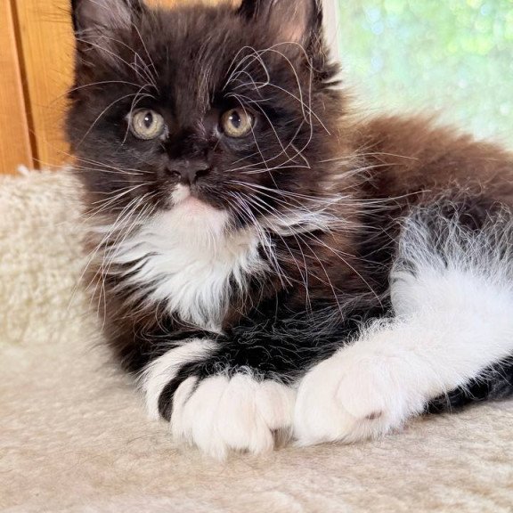 Maine Coon NOV Onyx