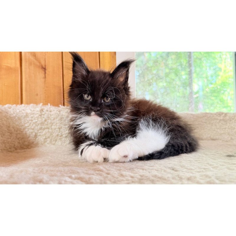 Maine Coon NOV Onyx
