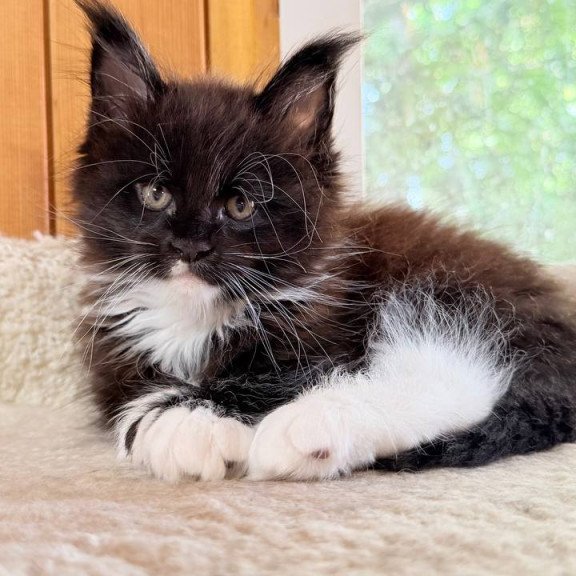Maine Coon NOV Onyx