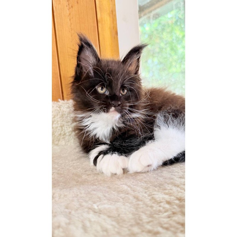 Maine Coon NOV Onyx