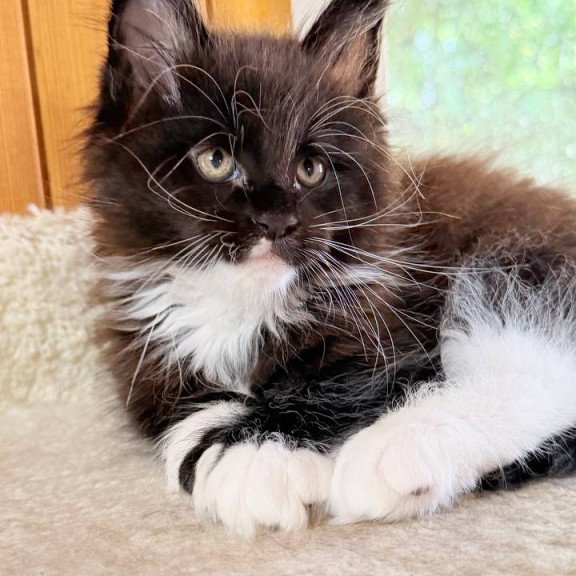 Maine Coon NOV Onyx