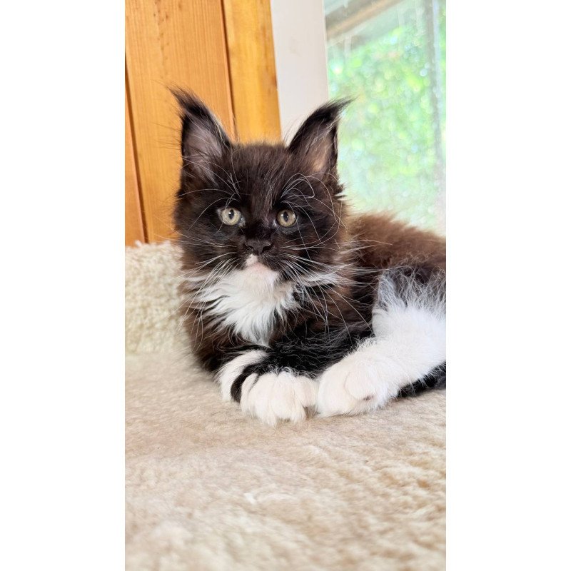 Maine Coon NOV Onyx