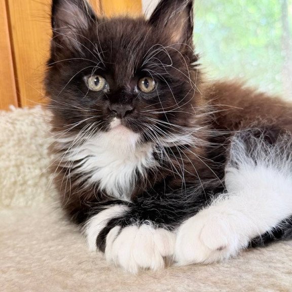 Maine Coon NOV Onyx