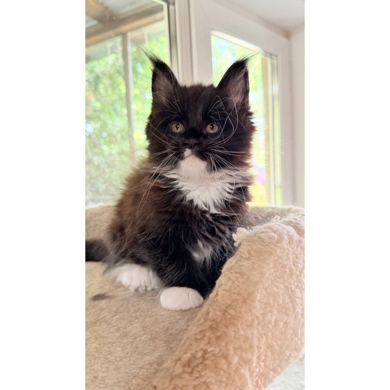Maine Coon NOV Onyx